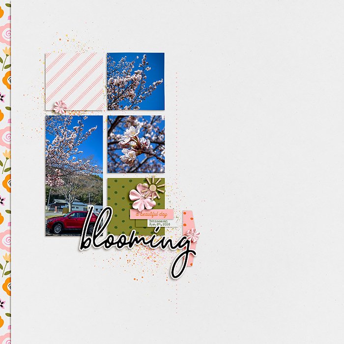 2026 Cherry Blossoms