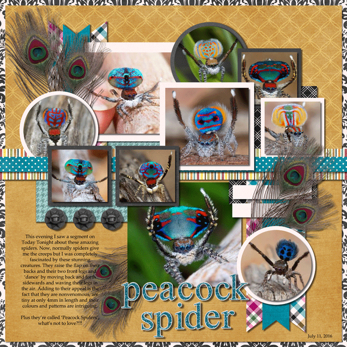 # 24 In the News - Peacock Spider