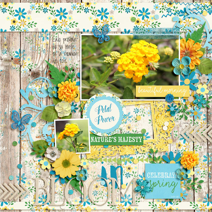 #9 in bloom