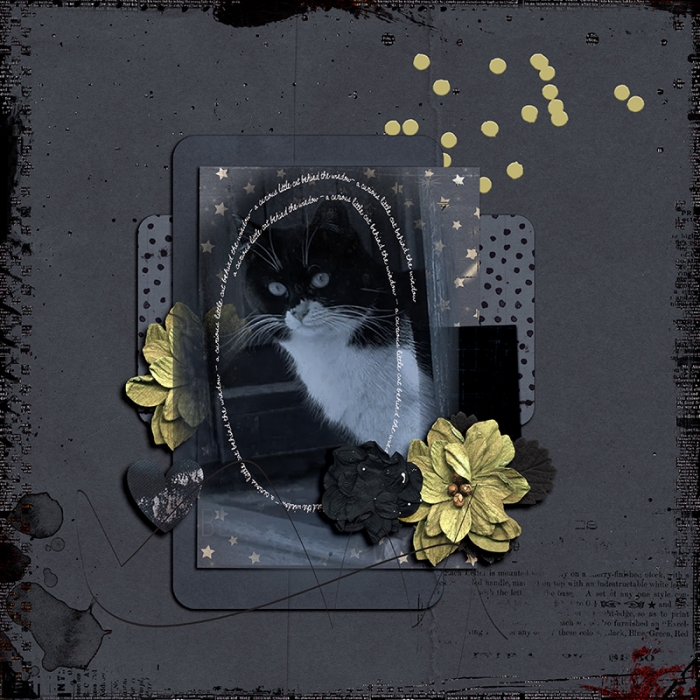 A curious little cat behind the window
