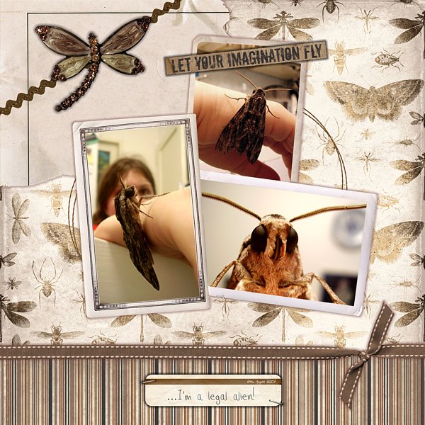 A moth visit