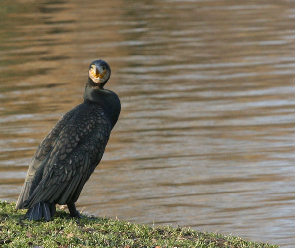 aalschover crop