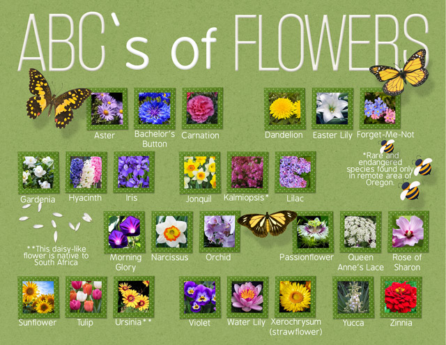 ABC's of Flowers