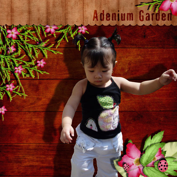 Adenium Garden