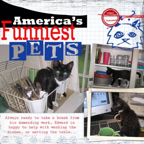 America's Funniest Pets