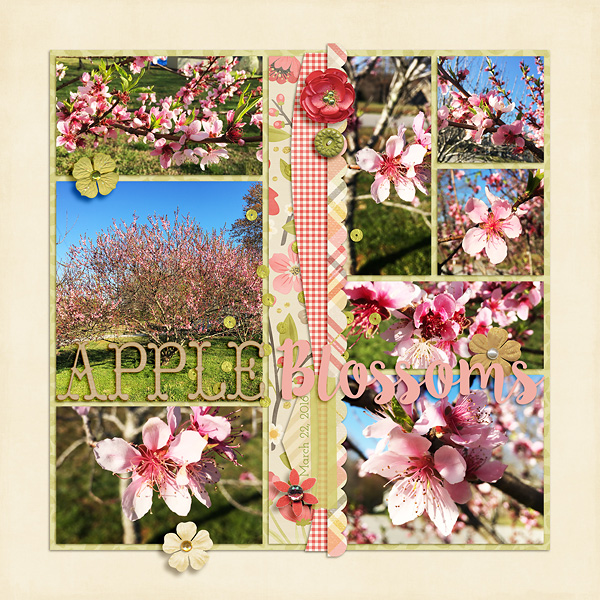 Apple Blossoms