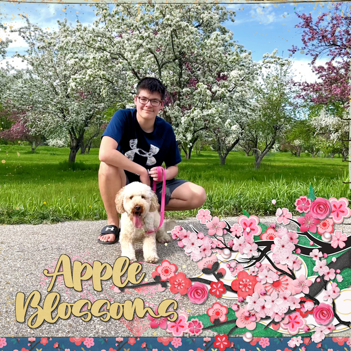 Apple Blossoms