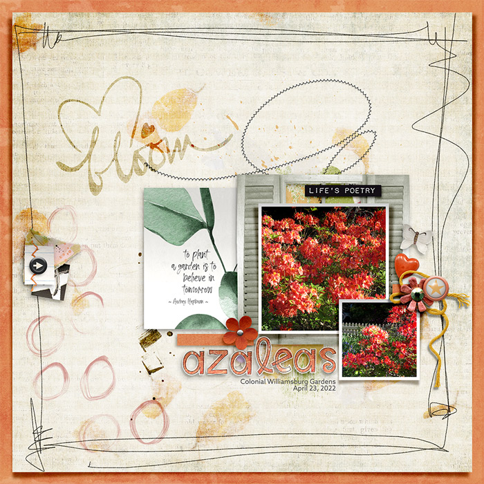 Azaleas