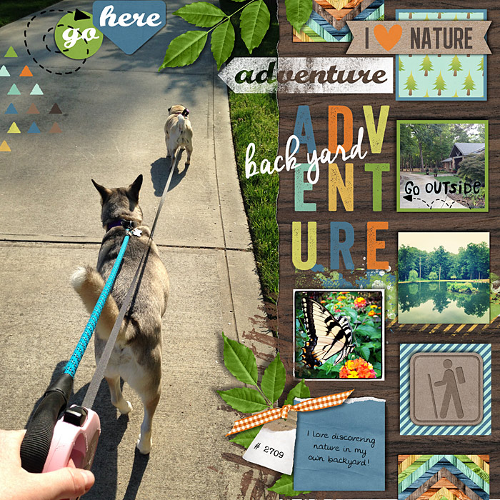 Backyard adventure