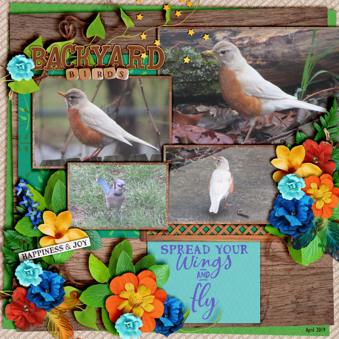 Backyard Birds