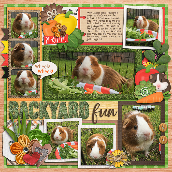 Backyard fun