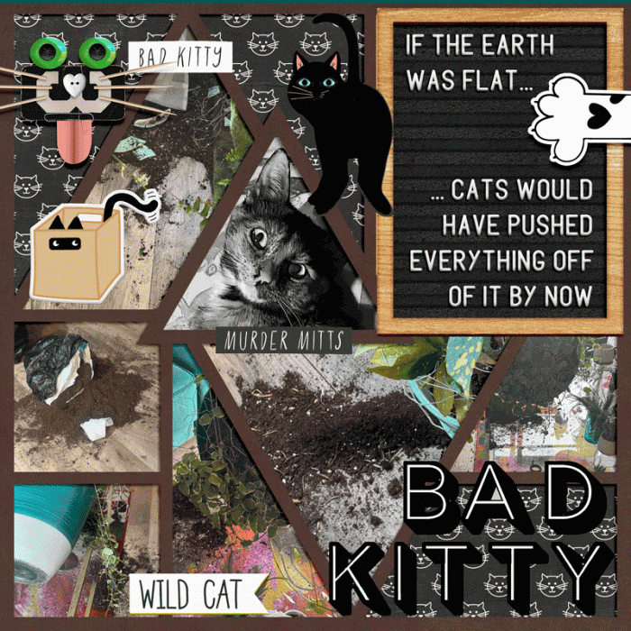 Bad Kitty