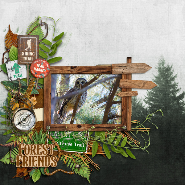 Barred Owl Adventure Walk
