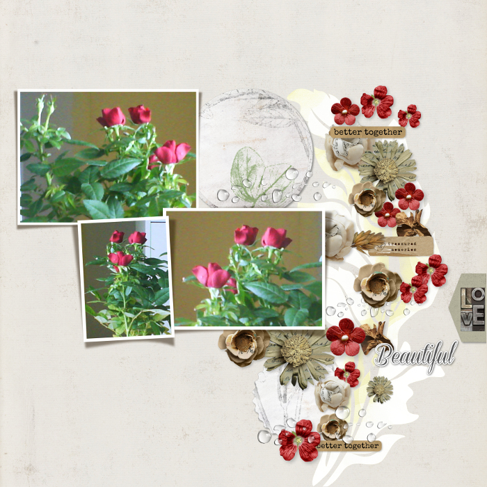 Beautiful miniature roses