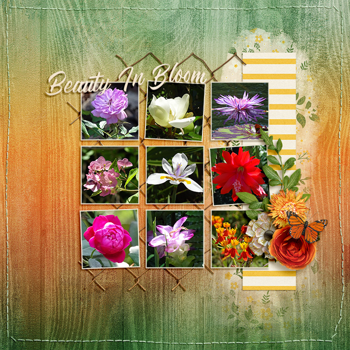 Beauty In Bloom