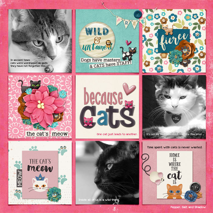 Because Cats
