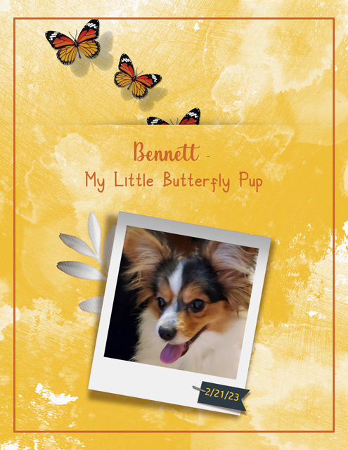 Bennett - My Little Butterfly Pup