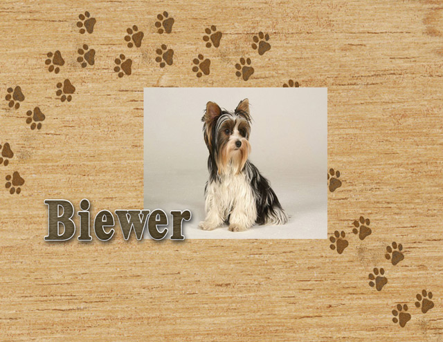 Biewer