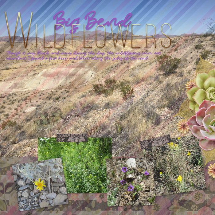 Big Bend Wildflowers