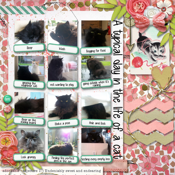 Bingo Feb Nr23: 'A day in the life of a cat'
