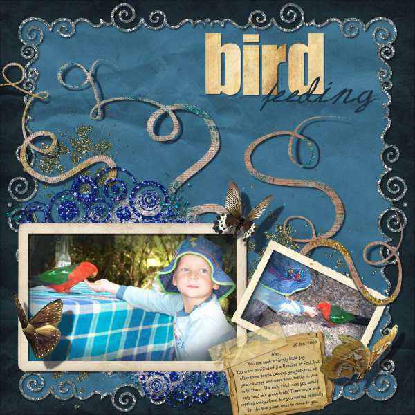 Bird Feeding