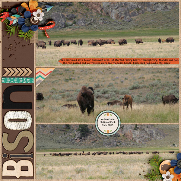 Bison