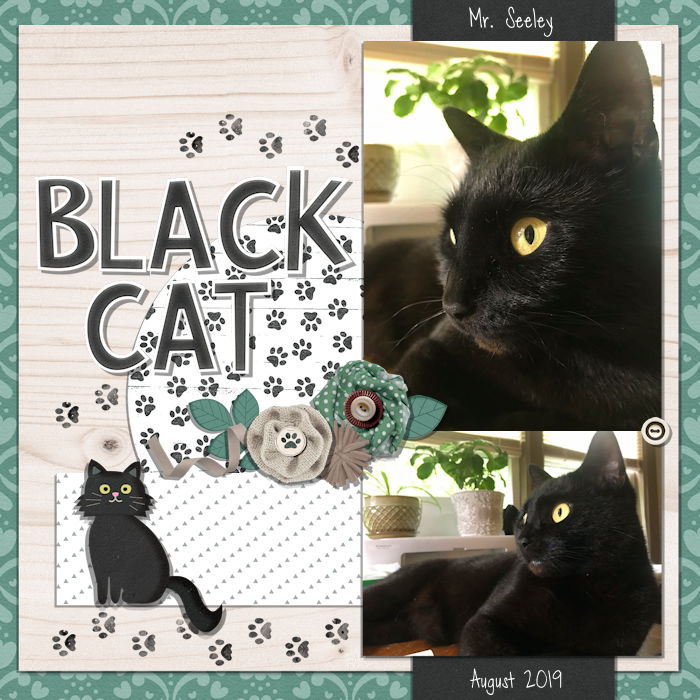 Black Cat