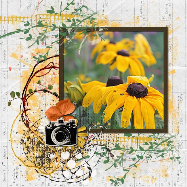 Black Eyed Susans