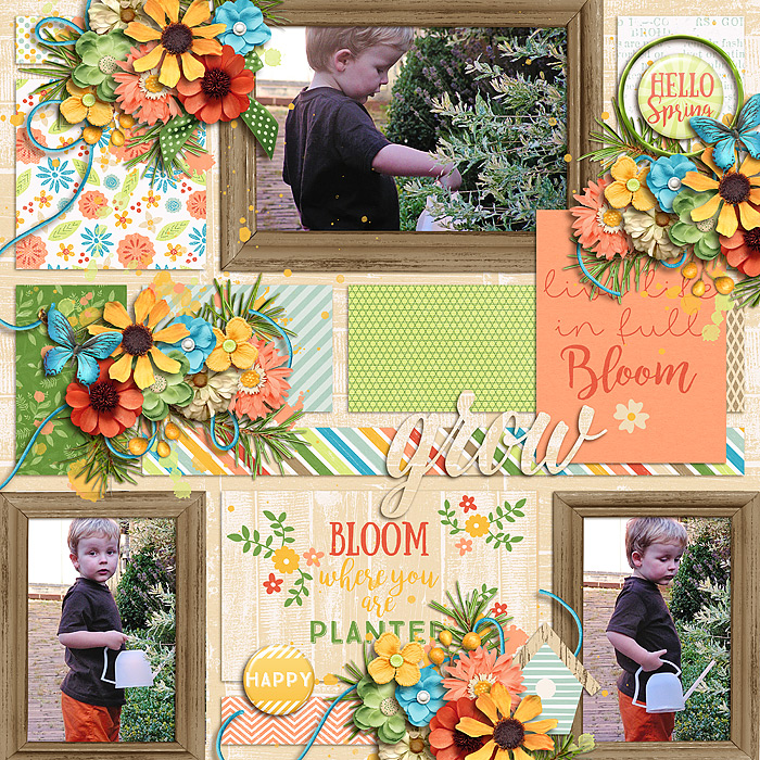 Bloom