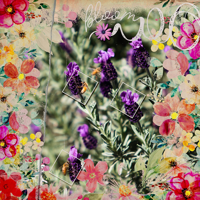 Bloom