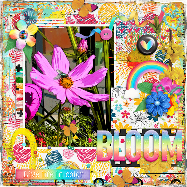 Bloom
