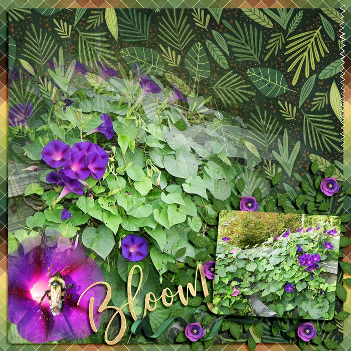 Bloom