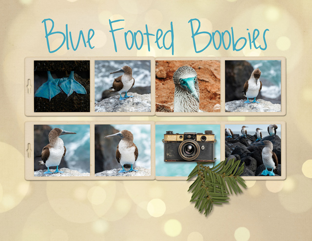 Blue Footed Boobies