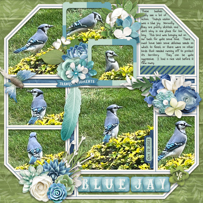 Blue Jay