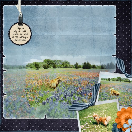Bluebonnets