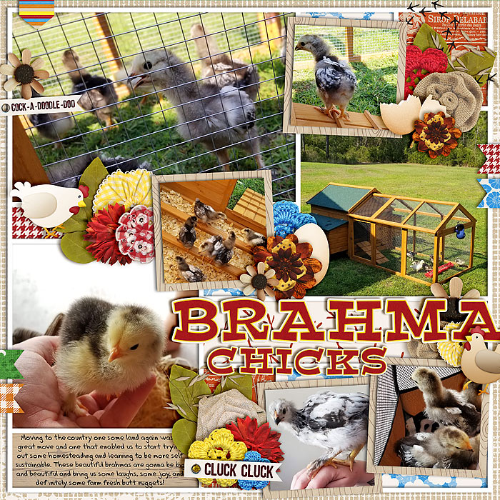 Brahma Chicks