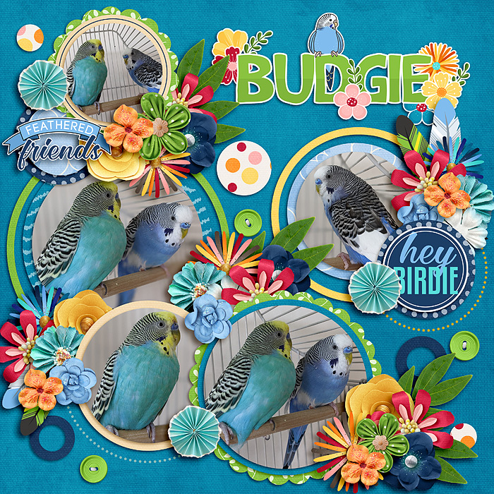 Budgie