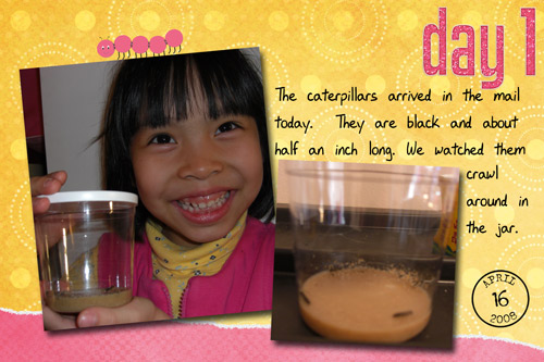 Butterfly raising - day 1