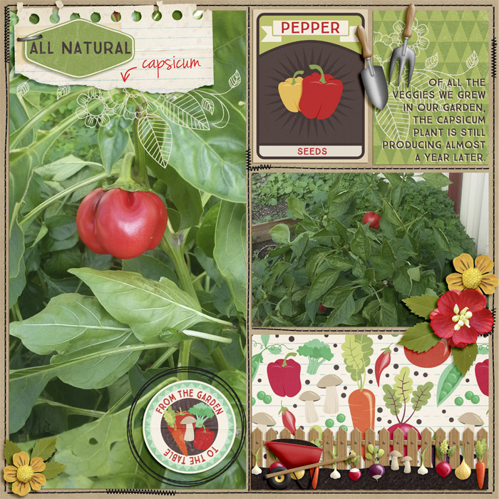 Capsicum Plant