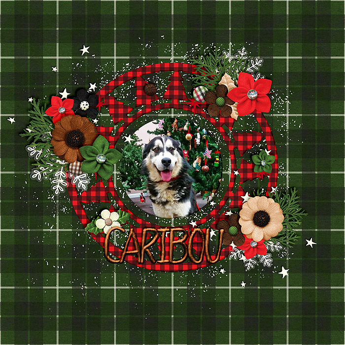 Caribou the Dog
