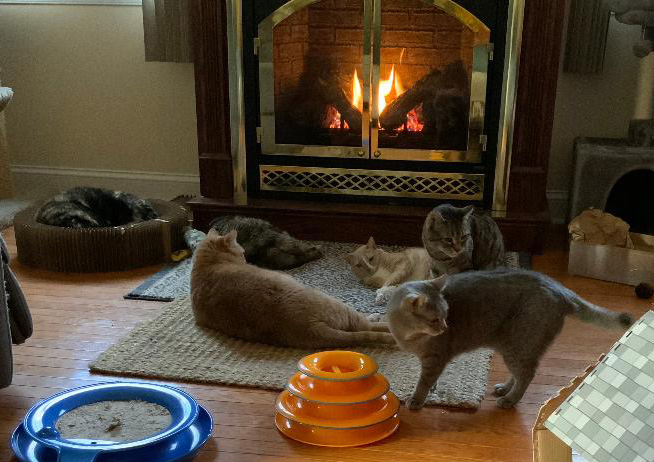 cats_2023