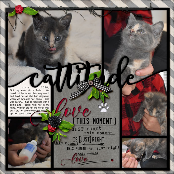 Cattitude