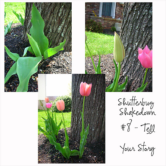 Challenge #8 Photos
