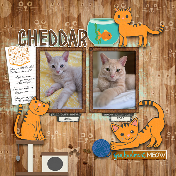 Cheddar 1 yr apart