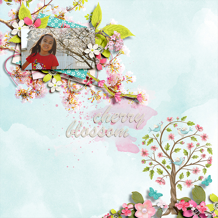 Cherry Blossom