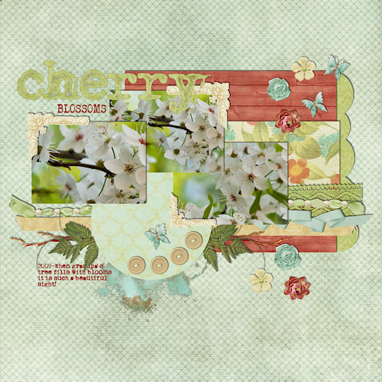 Cherry Blossoms