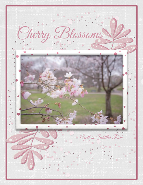 Cherry Blossoms