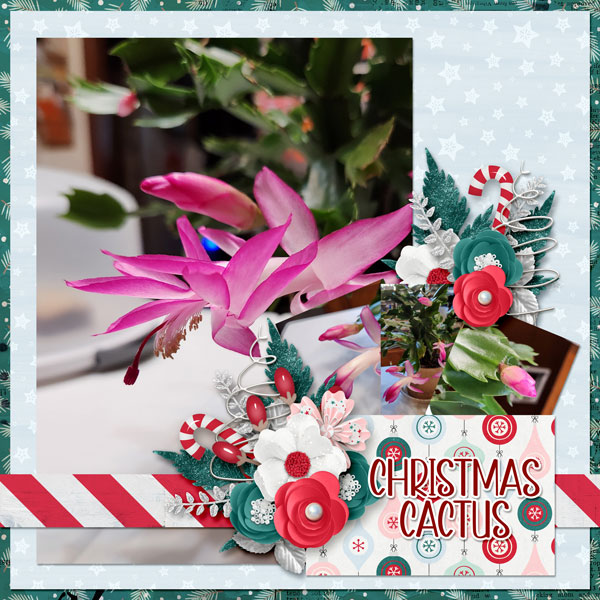 Christmas Cactus