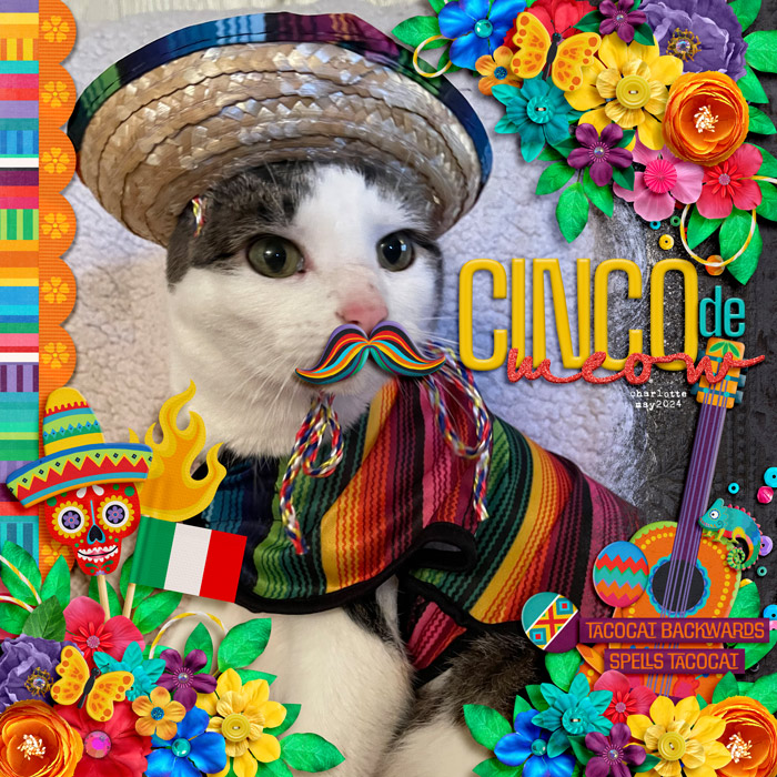cinco de meow