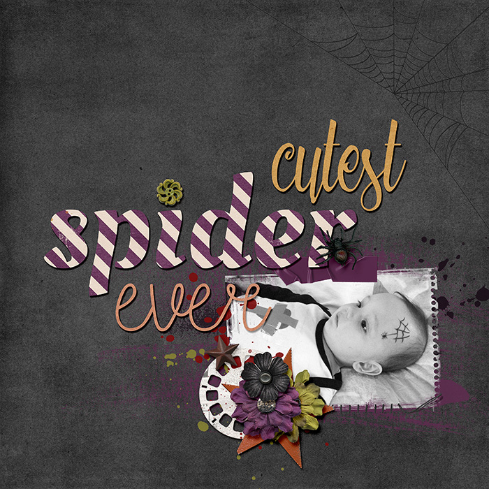 cutest spider